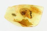 Detailed Fossil Spider and Marsh Beetle in Baltic Amber #270612-1